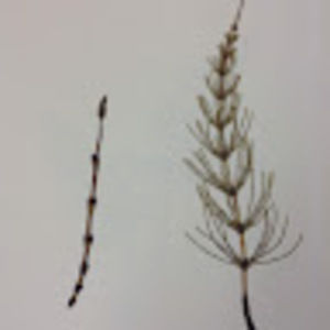 Meet your Posher, Nujien